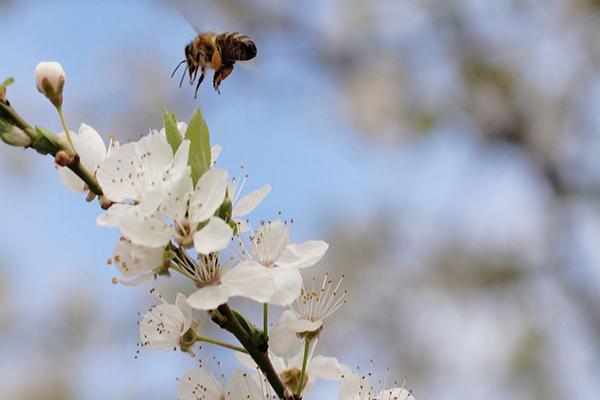 青岛樱花什么时候开花2021 青岛赏樱花哪里最好