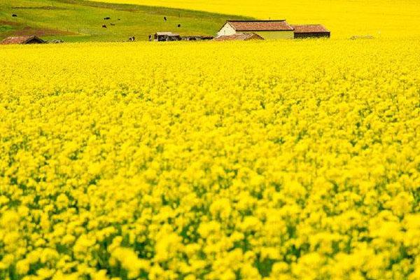 2021赏门源油菜花最佳时间 什么季节开