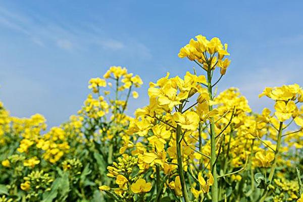 2021重庆永川春季赏花地点推荐 附交通路线