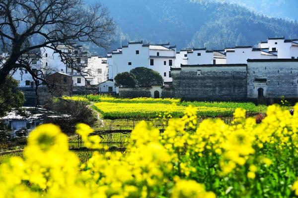 婺源油菜花最佳观赏地 婺源油菜花什么季节开