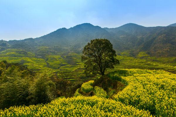 篁岭油菜花最佳五个观赏点