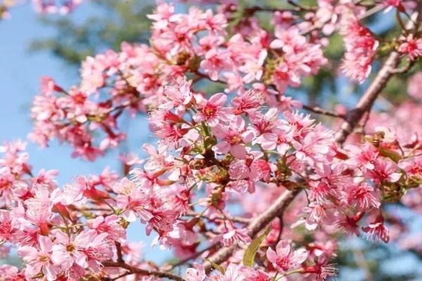 2021深圳仙湖植物园有樱花看吗 附一日游攻略