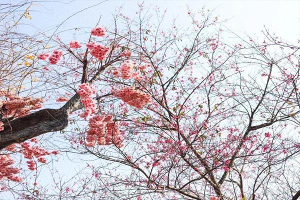 2021深圳仙湖植物园有樱花看吗 附一日游攻略