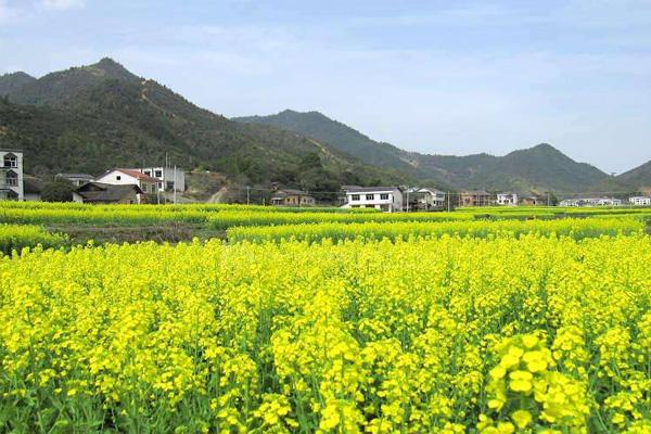 岳阳油菜花在哪看 岳阳油菜花什么时候开