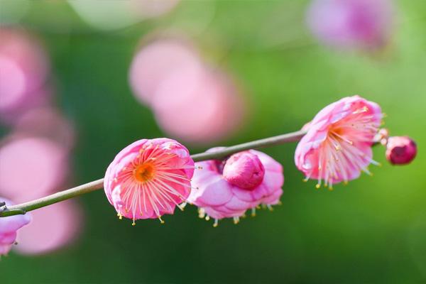 重庆九曲河湿地公园春季赏花攻略 重庆赏花好去处