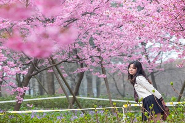 2021年武汉东湖樱花节门票及优惠政策 东湖赏樱专线观光车指南