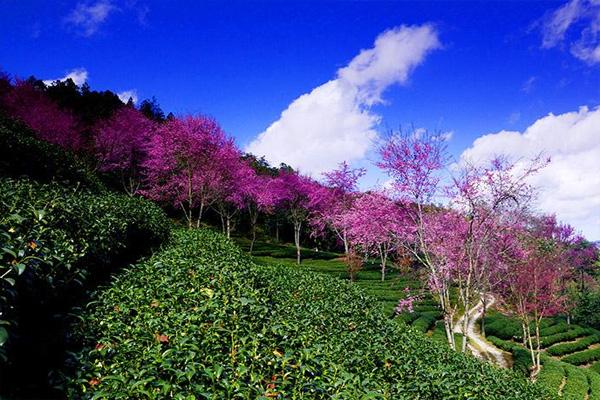 深圳樱花谷风景区在哪里 深圳樱花谷什么时候去最好