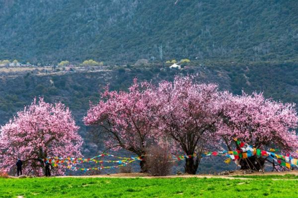 3月去哪里旅游合适 三四月赏花去哪赏花