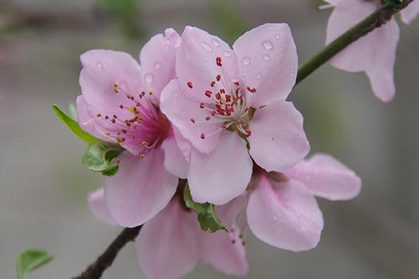 2021兰州赏花景点和时间 兰州赏花好去处