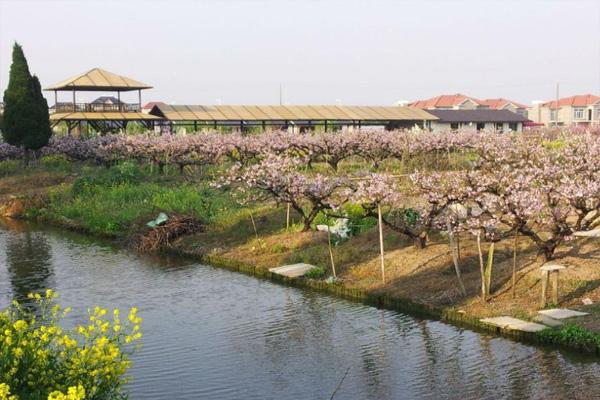 上海桃花节是几月几日2021年 附赏花路线