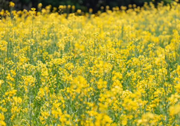 2021广阳岛油菜花开了吗 广阳岛怎么预约