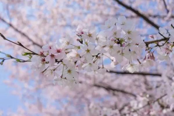 2021无锡樱花花期预报 无锡樱花什么时候开花