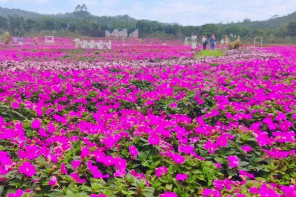 2021南宁花雨湖玫瑰花文化节游玩时间-地点-交通