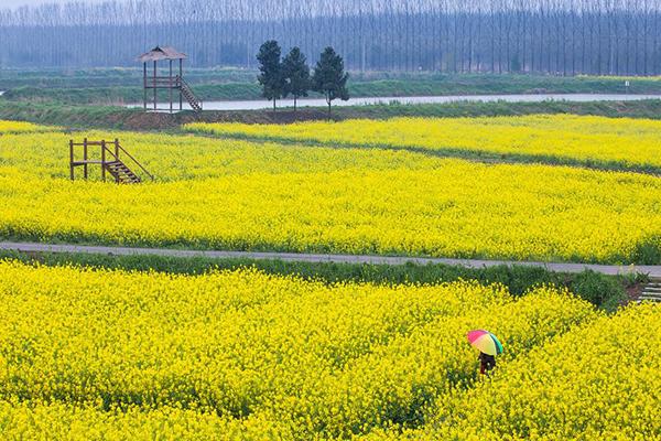 成都邛崃2021天府田园油菜花节-时间地点及活动内容