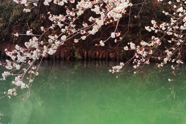 杭州春季旅游 杭州春游适合去哪里