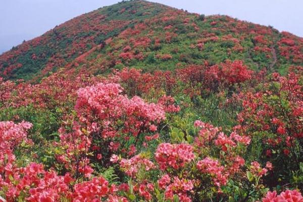 杜鹃花观赏圣地 四五月观赏杜鹃的好地方