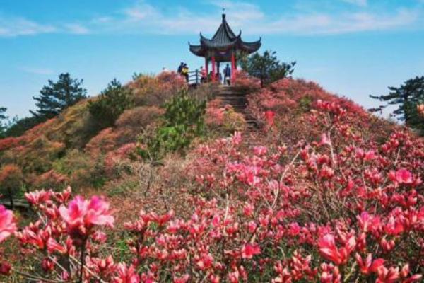 杜鹃花观赏圣地 四五月观赏杜鹃的好地方