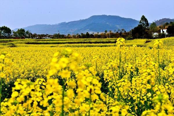 2021成都新津宝墩油菜花节 附活动详情