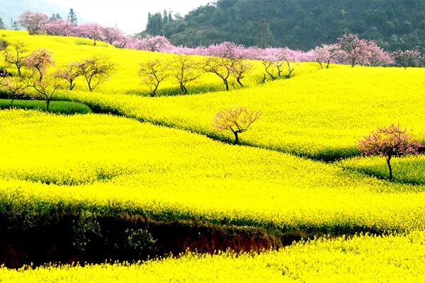 2021成都新津宝墩油菜花节 附活动详情