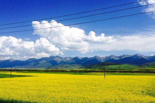 门源油菜花海在哪里2021 门源油菜花海的最佳观赏季节是