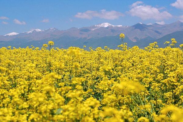 门源油菜花海在哪里2021 门源油菜花海的最佳观赏季节是