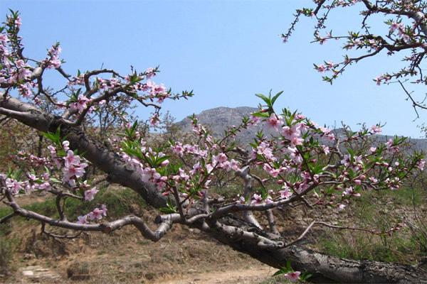 2021奉化桃花节是几月几日 奉化桃花观赏指南