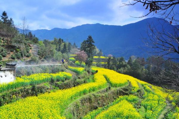 婺源油菜花旅游攻略 婺源油菜花最佳观赏地