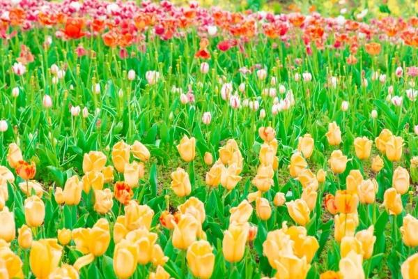 南京油菜花景点 市内油菜花观赏地点汇总