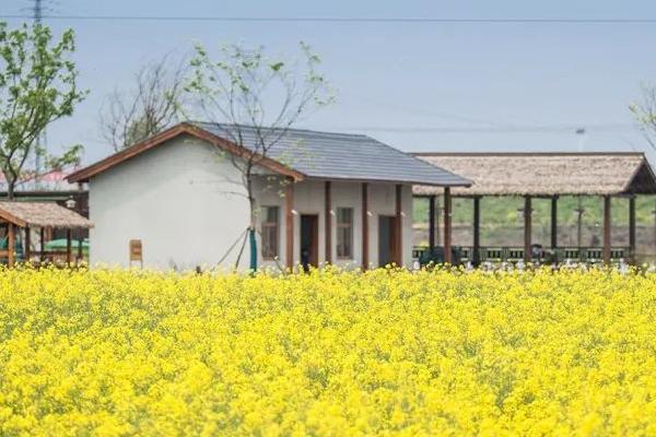 南京油菜花景点 市内油菜花观赏地点汇总