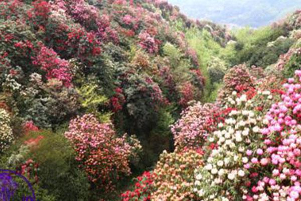 百里杜鹃旅游路线推荐2021 杜鹃花季景区活动有哪些