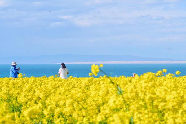 2021青海湖油菜花什么季节开 最佳观赏地点在哪里