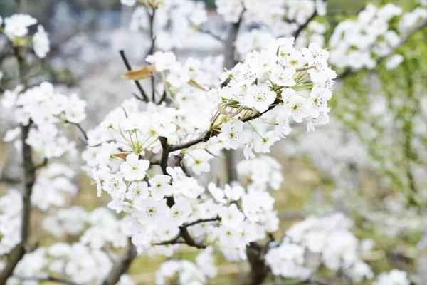 巴南二圣天坪山2021梨花节 附观赏攻略