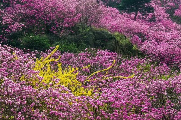 2021青岛清明节赏花最佳地 清明节赏花注意事项