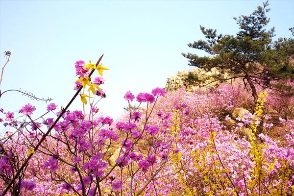 2021青岛清明节赏花最佳地 清明节赏花注意事项