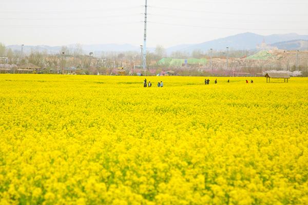 2021青岛清明节赏花最佳地 清明节赏花注意事项