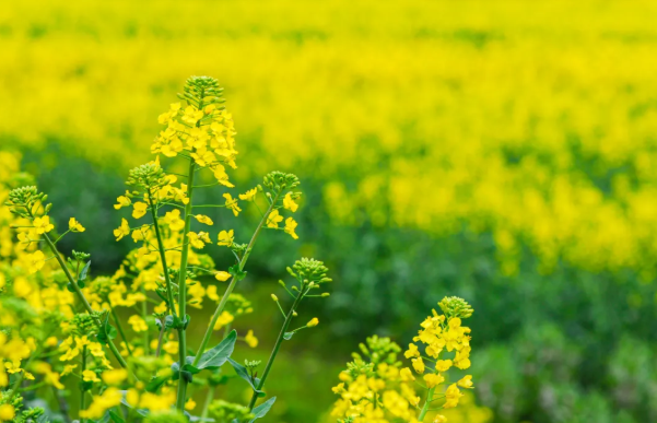 汉中油菜花节2021年时间地点及赏花指南