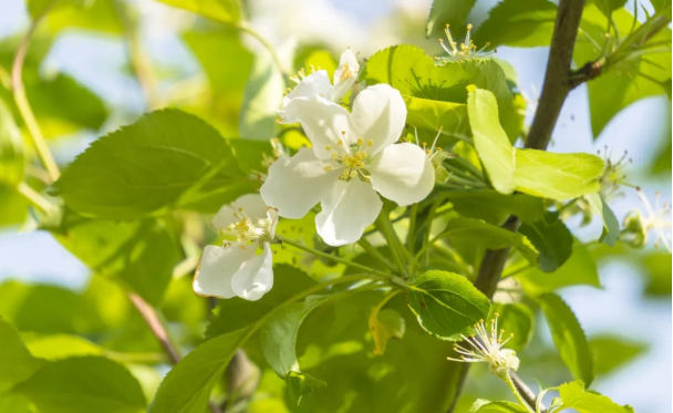 汉中油菜花节2021年时间地点及赏花指南