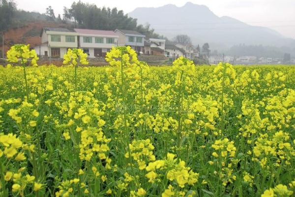 2021浏阳油菜花基地在哪里 浏阳油菜花赏花攻略