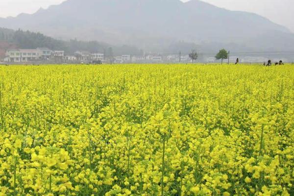 2021浏阳油菜花基地在哪里 浏阳油菜花赏花攻略