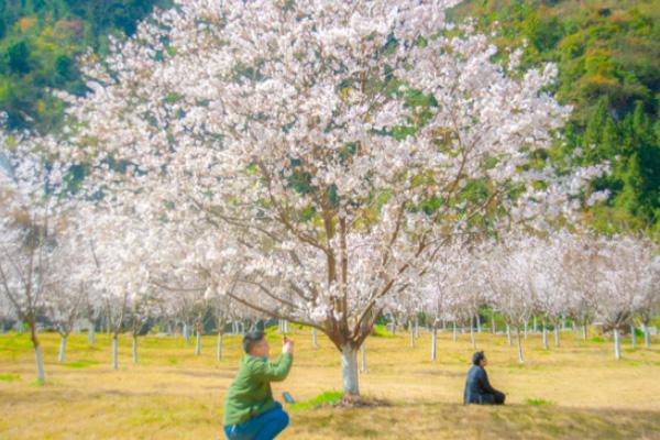 2021宜昌朝天吼樱花节活动时间及活动介绍