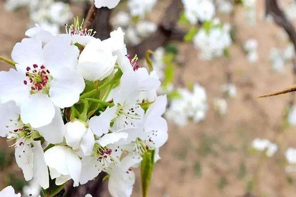 昆明梨花几月份开2021 昆明梨花观赏地推荐