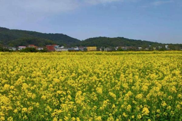 2021长沙哪里的油菜花好看 长沙油菜花景点推荐