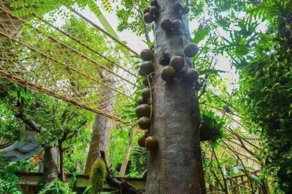 2021正佳雨林生态植物园门票价格 正佳雨林生态植物园怎么样