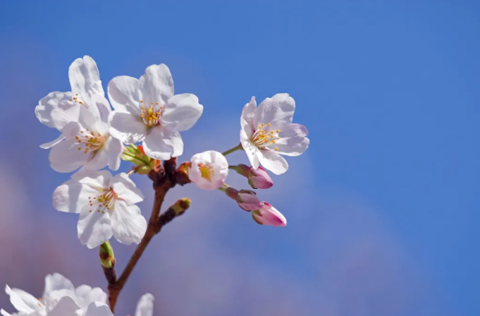 2021上海樱花最佳观赏时间 上海樱花在哪里看