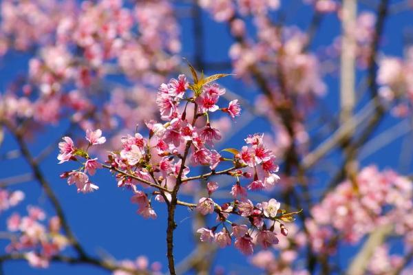 2021上海樱花最佳观赏时间 上海樱花在哪里看