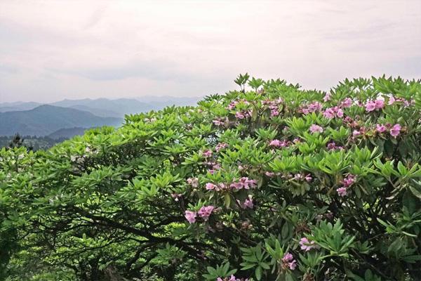 天台山华顶杜鹃花什么时候最好看 天台山杜鹃花期多久