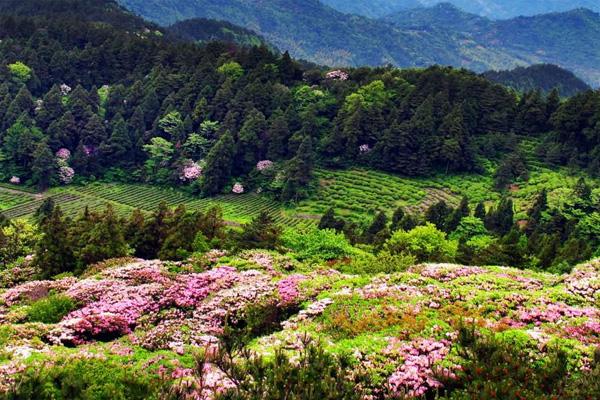 天台山华顶杜鹃花什么时候最好看 天台山杜鹃花期多久