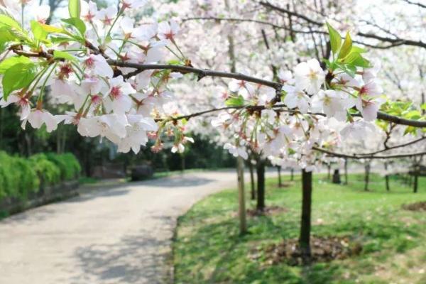 2021重庆赏樱花的地方有哪些 重庆赏樱花的最佳时间