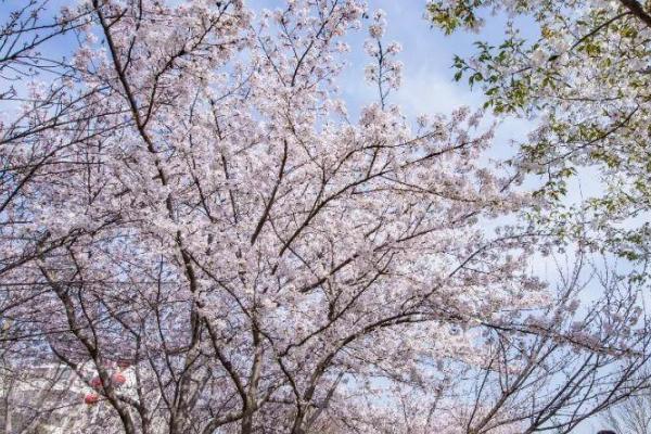 鹤壁樱花节是什么时候2021 鹤壁樱花节时间-地点-详情