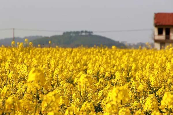 2021苏州太湖西山岛赏油菜花攻略-最佳观赏地点